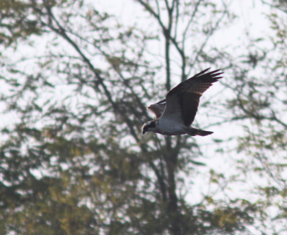 Identificazione rapace